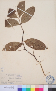 Specimen thumbnail